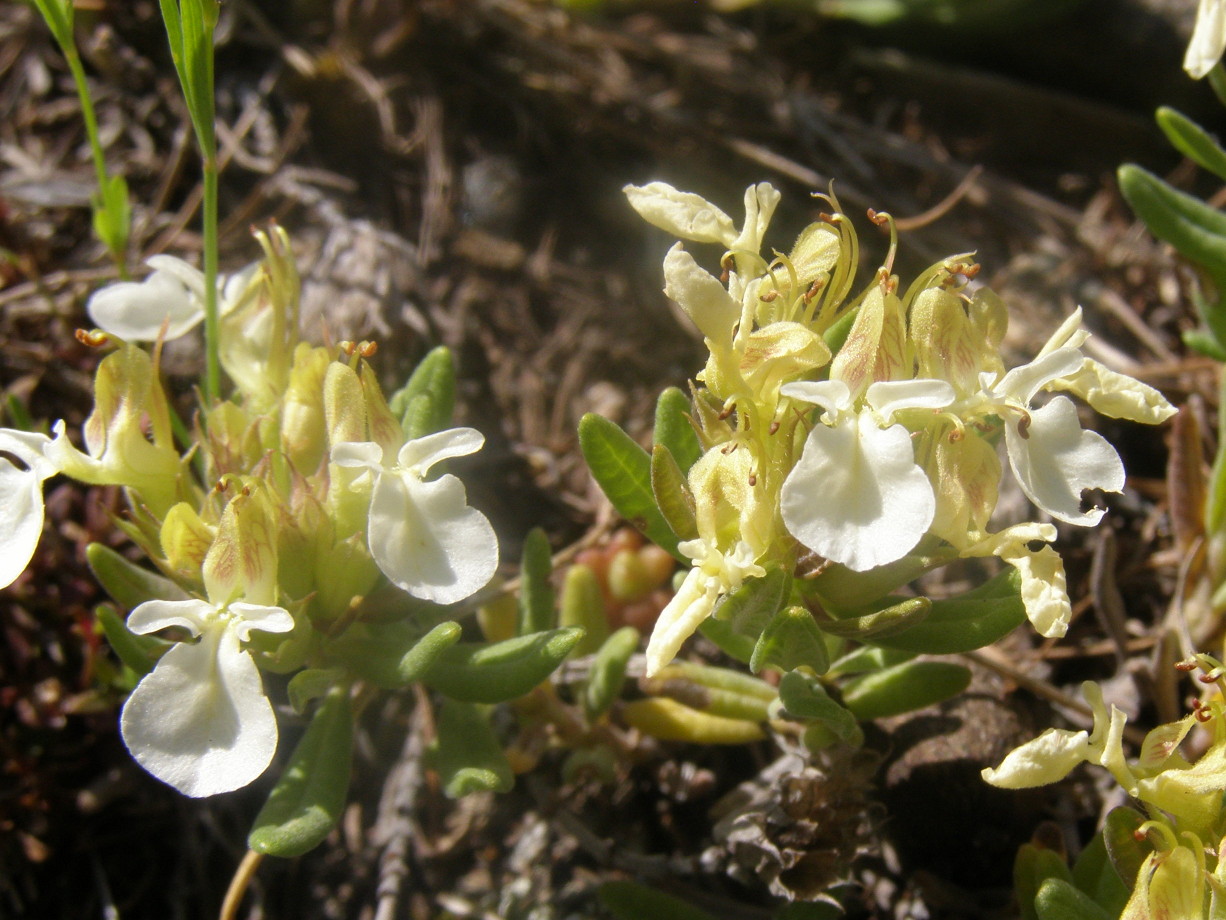 Teucrium scorodonia e Teucrium montanum